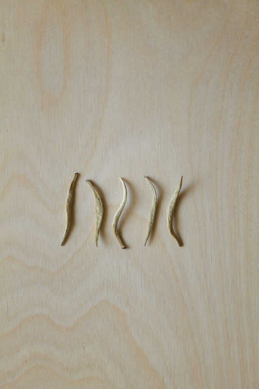 ボディリチュアル ホワイトティー&カメリア