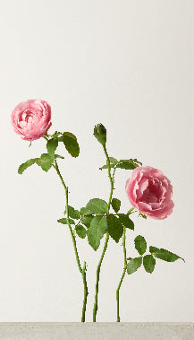 ローズ＆ゼラニウム オードトワレ45ml